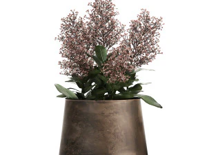 skimmia in a flowerpot for the interior 944 3D Model