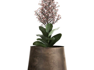 skimmia in a flowerpot for the interior 944 3D Model