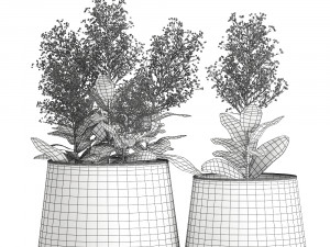 skimmia in a flowerpot for the interior 944 3D Модель