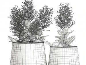 skimmia in a flowerpot for the interior 944 3D Model