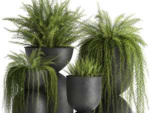 asparagus in a flowerpot for the interior 945 3D Model