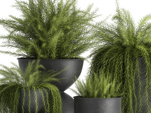 asparagus in a flowerpot for the interior 945 3D-Modell