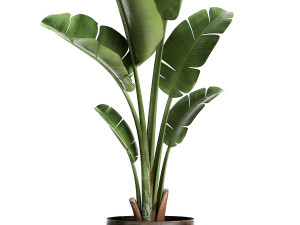 banana palm in a rust pot for the interior 947 3D Model