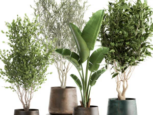 houseplants in a flowerpot for the interior 949 3D Model