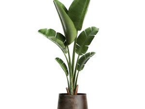 houseplants in a flowerpot for the interior 949 3D Model