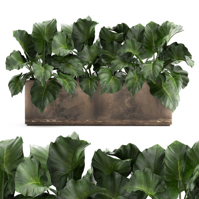 alocasia in a pot for the interior 950 Modello 3D .c4d .max .obj .3ds .fbx .stl .blend 