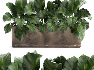 alocasia em vaso para interior 950 Modelo 3D