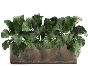 alocasia in a pot for the interior 950 Modello 3D