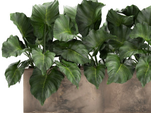 alocasia in a pot for the interior 950 Modello 3D