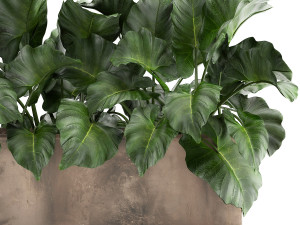 alocasia in a pot for the interior 950 Modello 3D
