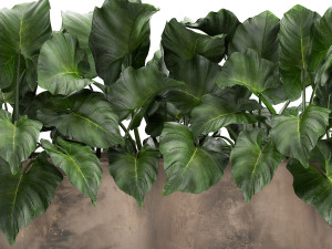 alocasia in a pot for the interior 950 Modello 3D