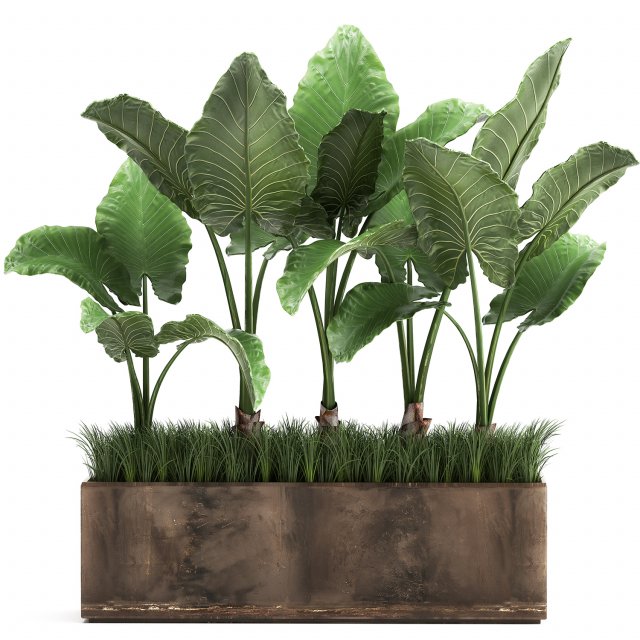 alocasia in a pot for the interior 951 Modello 3D .c4d .max .obj .3ds .fbx .stl .blend 