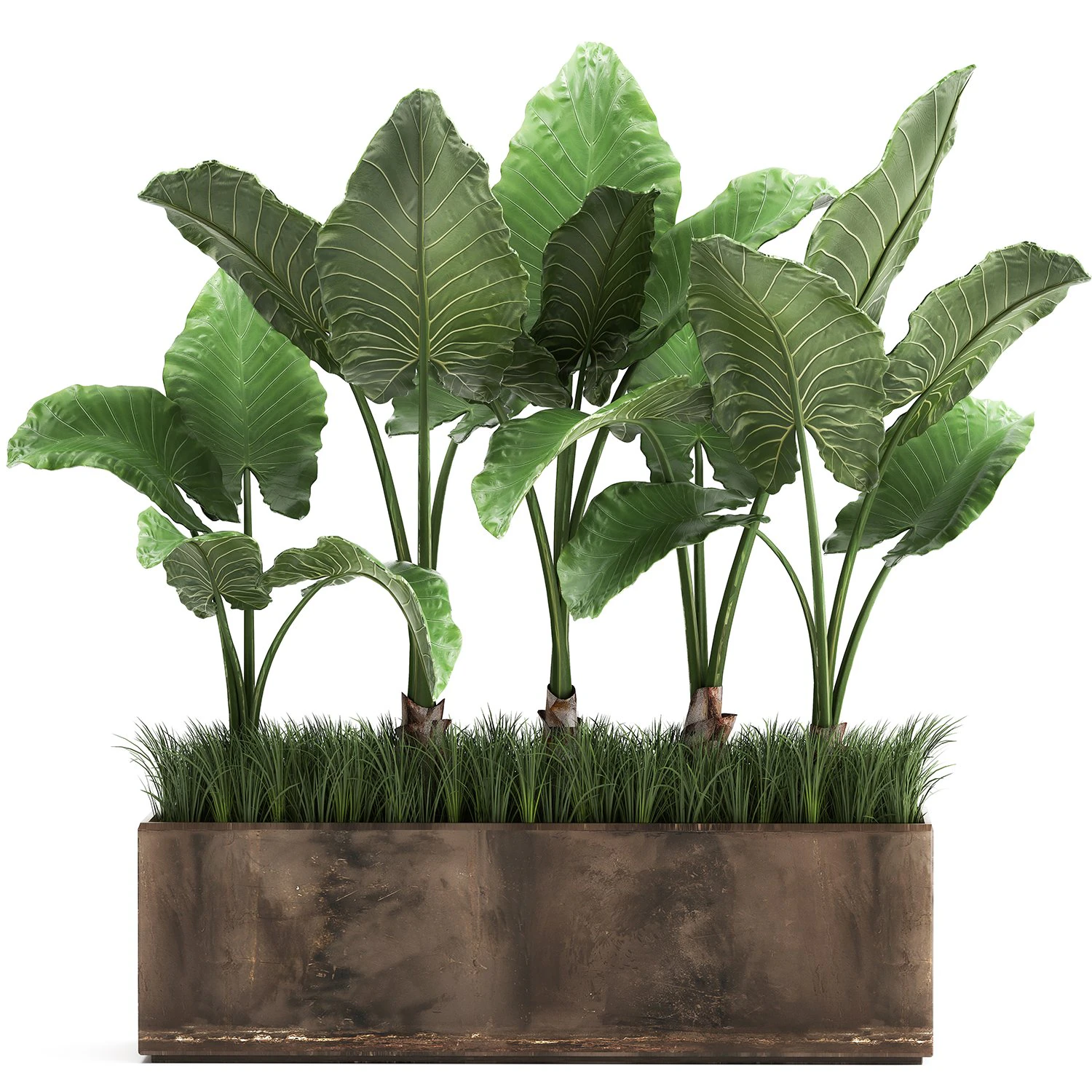 alocasia em vaso para interior 951 Modelo 3D .c4d .max .obj .3ds .fbx .stl .blend 