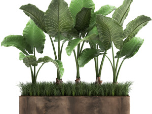 alocasia in a pot for the interior 951 3D 모델