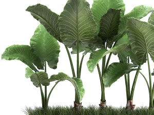 alocasia em vaso para interior 951 Modelo 3D