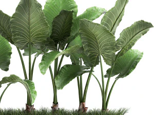 alocasia em vaso para interior 951 Modelo 3D