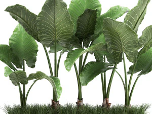 alocasia em vaso para interior 951 Modelo 3D