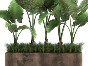 alocasia em vaso para interior 951 Modelo 3D