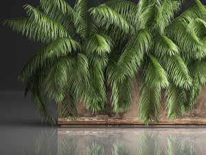 palm bushes in a pot for the interior 952 3D Model