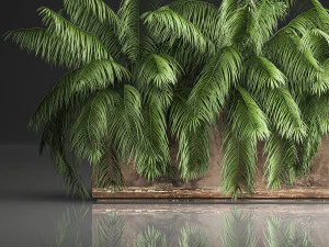 palm bushes in a pot for the interior 952 3D Model