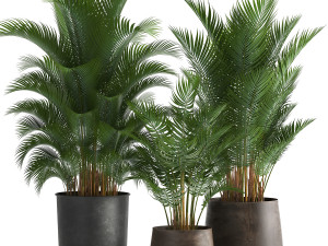 decorative palm in a flowerpot for the interior 954 3D 模型