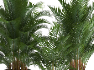 decorative palm in a flowerpot for the interior 954 3D Модель