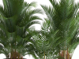 decorative palm in a flowerpot for the interior 954 3D Model