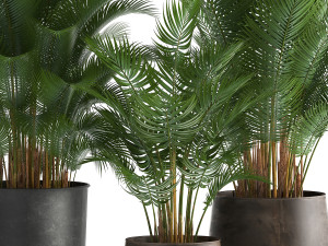 decorative palm in a flowerpot for the interior 954 3D Модель