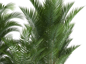 decorative palm in a flowerpot for the interior 954 3D Модель