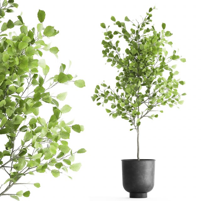 decorative tree in a flowerpot for the interior 953 3Dモデル .c4d .max .obj .3ds .fbx .stl .blend 