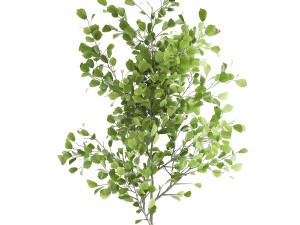 decorative tree in a flowerpot for the interior 953 3Dモデル