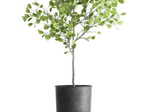 decorative tree in a flowerpot for the interior 953 3Dモデル