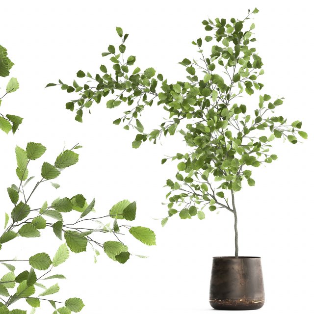 decorative tree in a flowerpot for the interior 955 3D Model .c4d .max .obj .3ds .fbx .stl .blend 