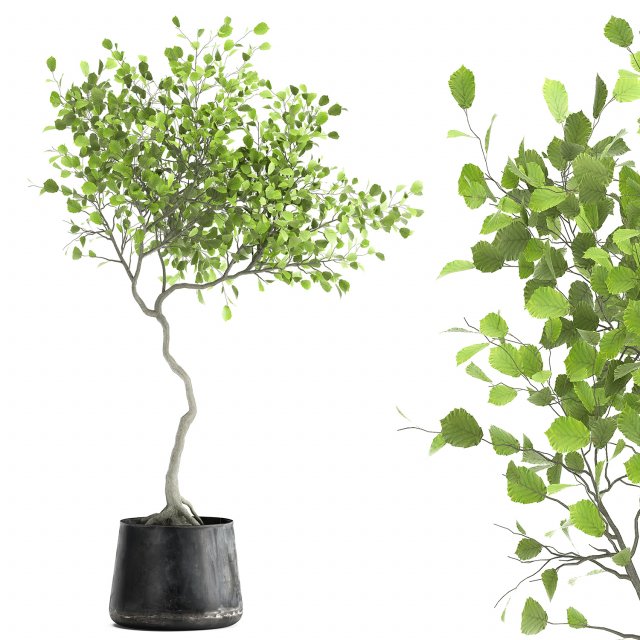 decorative tree in a flowerpot for the interior 956 3D Model .c4d .max .obj .3ds .fbx .stl .blend 