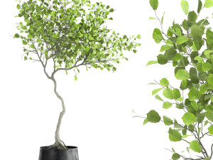 decorative tree in a flowerpot for the interior 956 Modello 3D