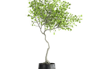 decorative tree in a flowerpot for the interior 956 3D Model