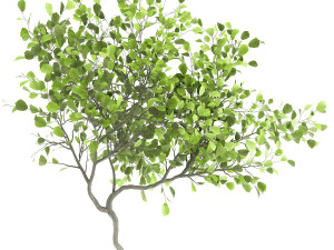 decorative tree in a flowerpot for the interior 956 3D Model