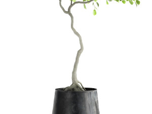 decorative tree in a flowerpot for the interior 956 3D Model
