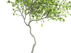 decorative tree in a flowerpot for the interior 956 3D Model