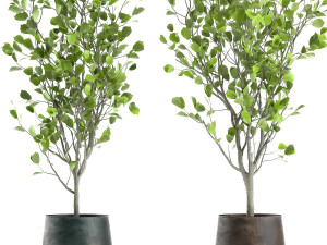 decorative tree in a flowerpot for the interior 957 Modelo 3D
