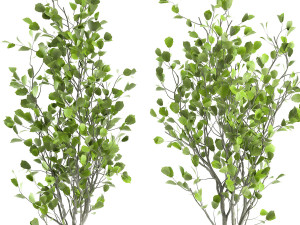 decorative tree in a flowerpot for the interior 957 Modelo 3D