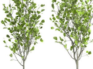 decorative tree in a flowerpot for the interior 957 Modelo 3D
