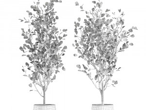 decorative tree in a flowerpot for the interior 957 Modelo 3D
