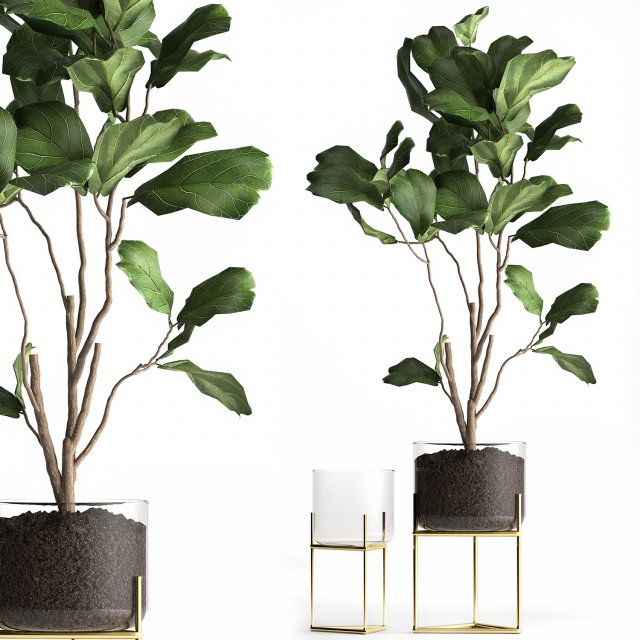 ficus lyrata trees in a glass flowerpot 958 3D 모델 .c4d .max .obj .3ds .fbx .stl .blend 
