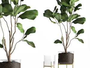 कांच के गमले में फ़िकस लिराटा के पेड़ 958 3D मॉडल