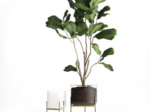 ficus lyrata trees in a glass flowerpot 958 3D 모델