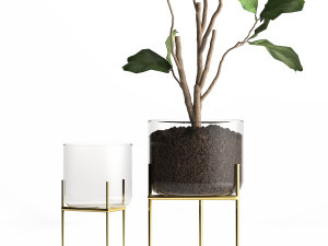 ficus lyrata trees in a glass flowerpot 958 3D 모델