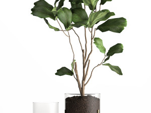 ficus lyrata trees in a glass flowerpot 958 3D 모델