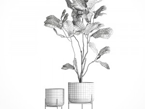 ficus lyrata trees in a glass flowerpot 958 3D 모델