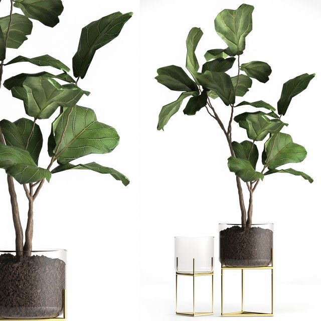 ficus lyrata trees in a glass flowerpot 959 3Dモデル .c4d .max .obj .3ds .fbx .stl .blend 